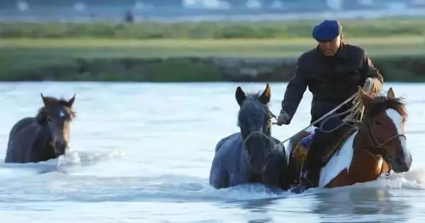今晚澳門特馬開什么今晚四不像，澳門特馬今晚開獎(jiǎng)結(jié)果及四不像分析