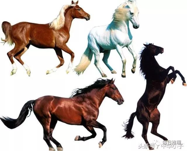 香港內(nèi)部馬料正版資料的深度解析，香港馬料正版資料深度解析
